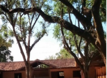 Capturar8