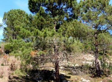 Pinheiro-bravo-–-Pinus-pinaster-hábito-683x1024