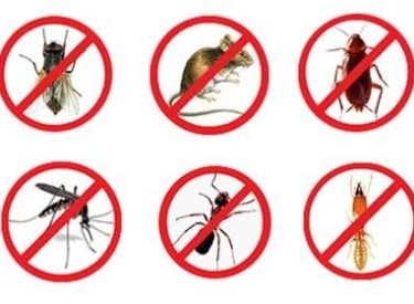 Prevenção-é-a-Solução-dedetização