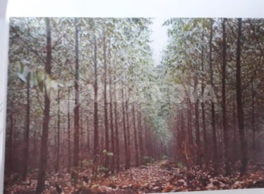 WhatsApp Image 2024-05-22 at 07.58.11