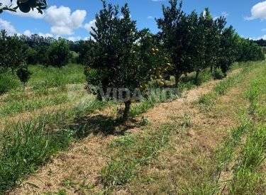 WhatsApp Image 2024-06-11 at 19.37.28