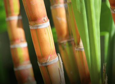 cana-de-acucar-zoom-nos-entre-nos