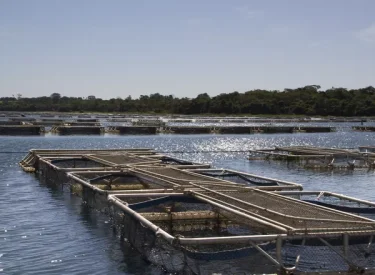 fazenda_tilapias_3