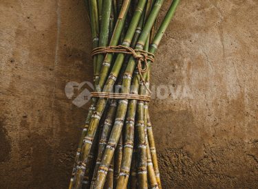 feitico-de-cana-de-acucar