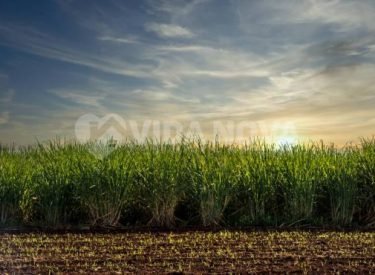 Sugar cane plantation sunset