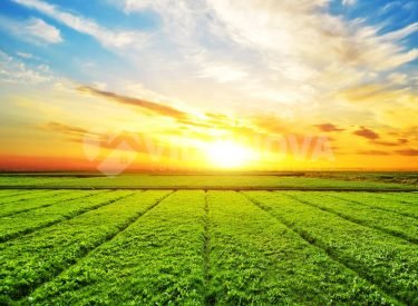 paisagem-prado-ensolarado