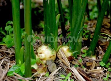 plantacao-de-gengibre-GI-e1569838129379